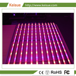 Keisue照明設備,全光譜LED植物燈,用于植物工廠、垂直農場、室內種植